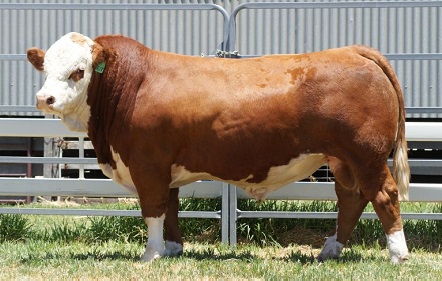 Celebrating 50 years of Simmental at Willandra.